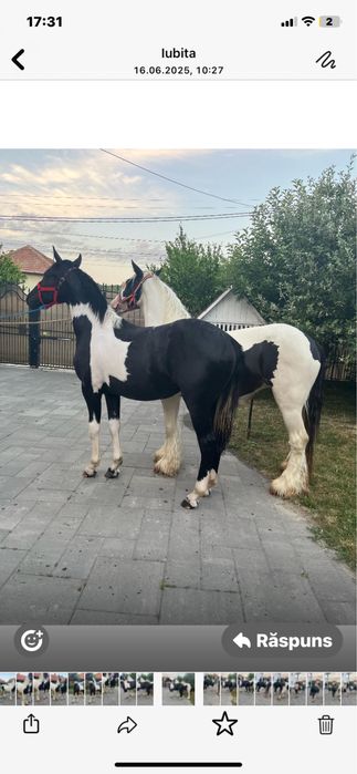 Vand manz si manza tarcata pinto din friesian frizian friz si gipsy