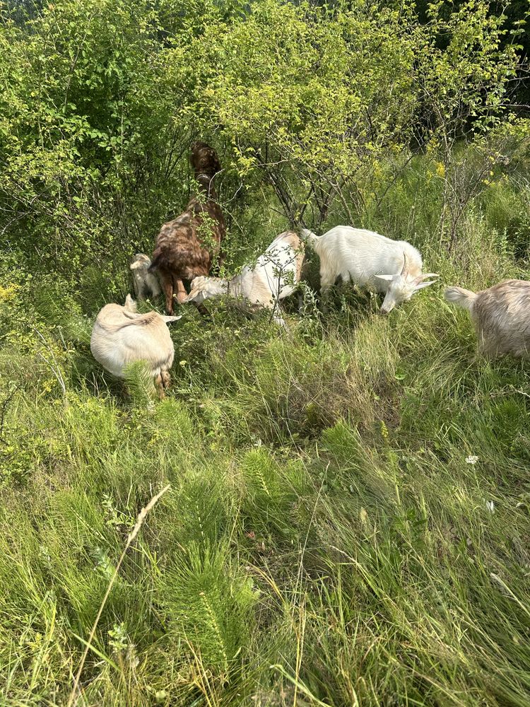 De vânzare iezi au în jur 30 kg