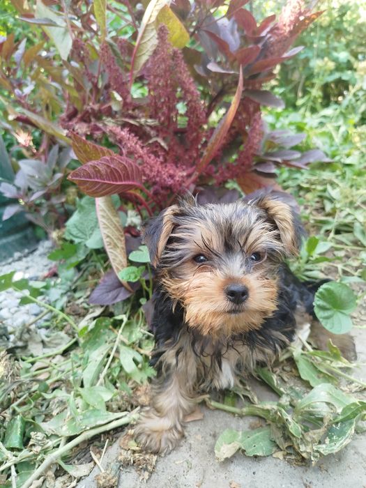 Иоркширский терьер