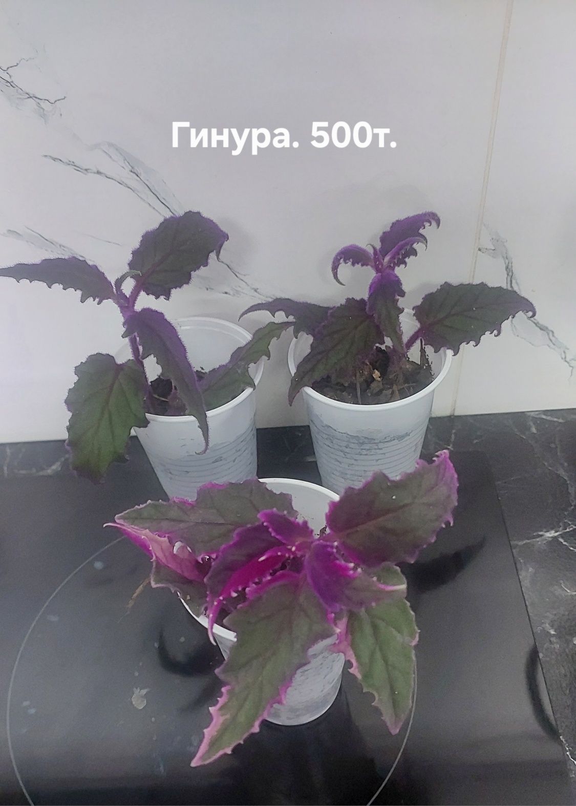 Комнатные растения.