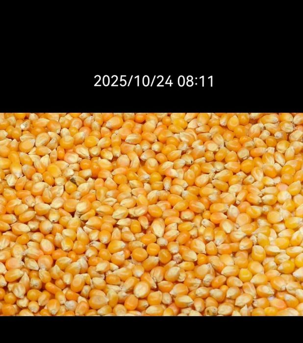 Vând  porumb producție 2025.