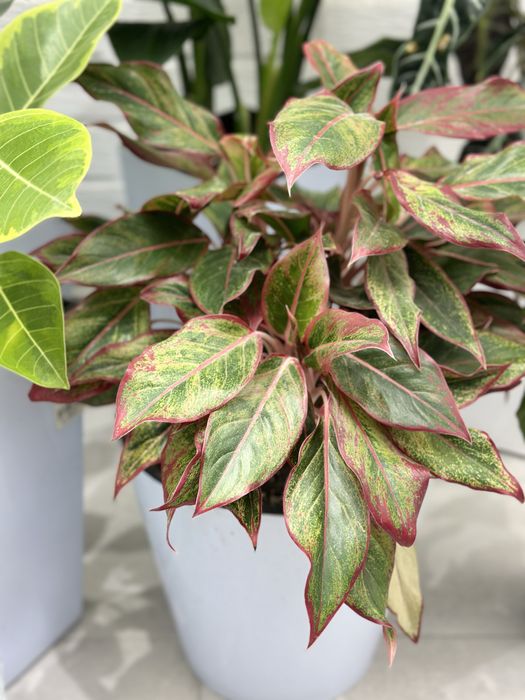 Комнатные растения для дома и офиса