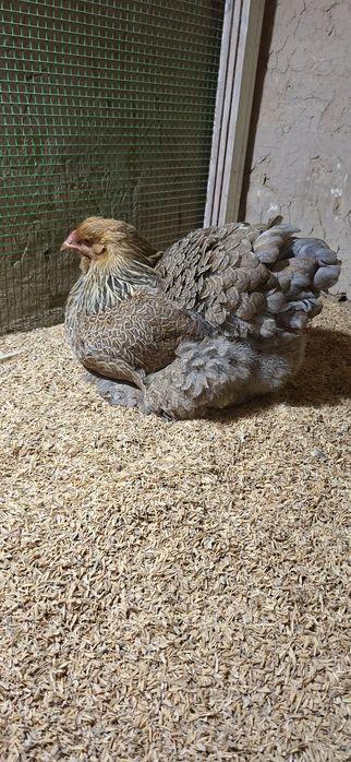 Galuboy kuropat brama makiyon sotiladi