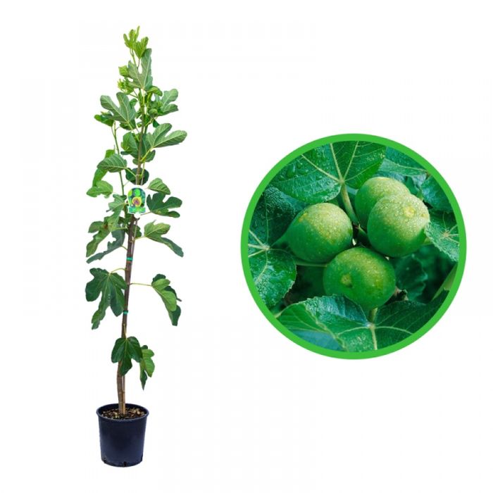 Pomi fructiferi Exotici La Ghiveci (SMOCHIN )