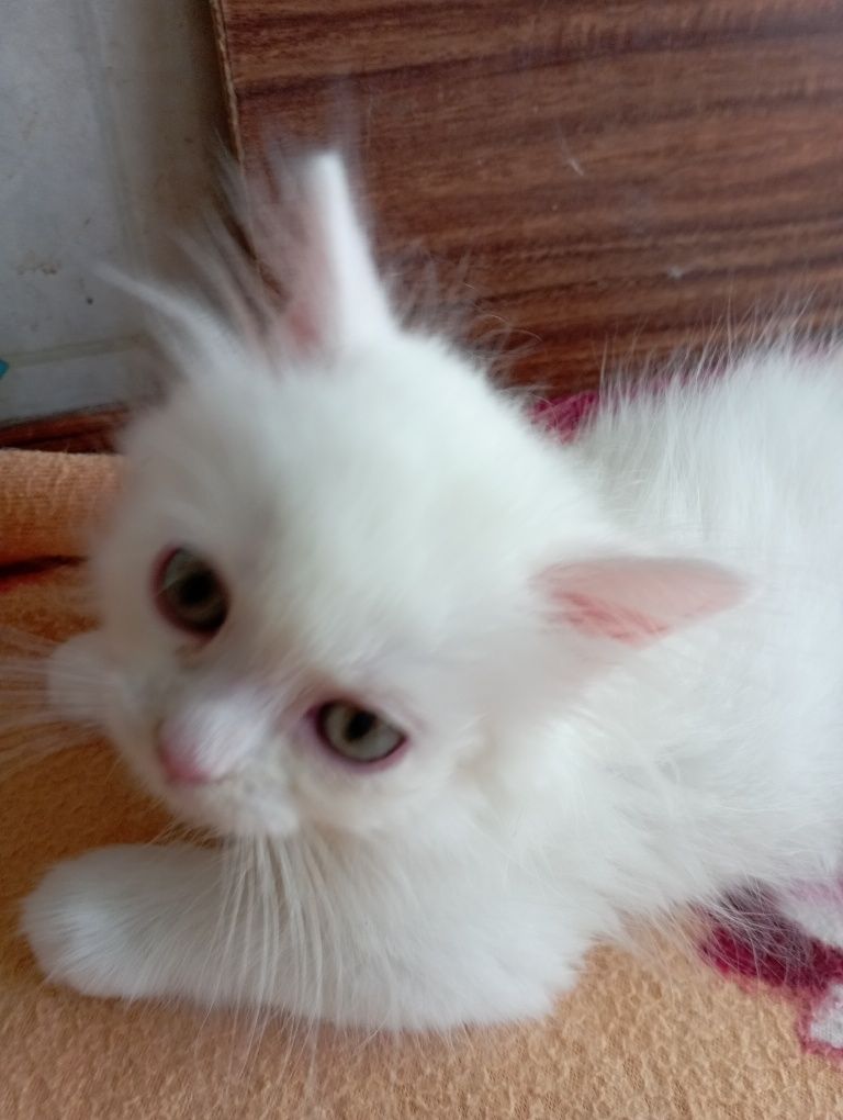 Котёнок мальчик 2 мес.