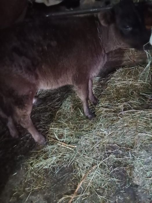 Vand 3 vitele deosebit de frumoase