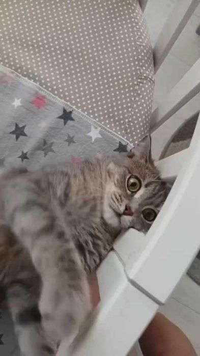 Пропала кошечка! Помогите найти!