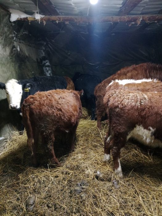 Продам телят подсосных