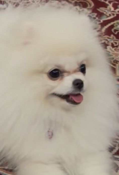 Срочно продам девочка аргинал парода