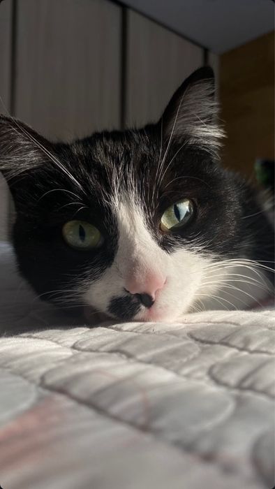 Пропала кошечка!