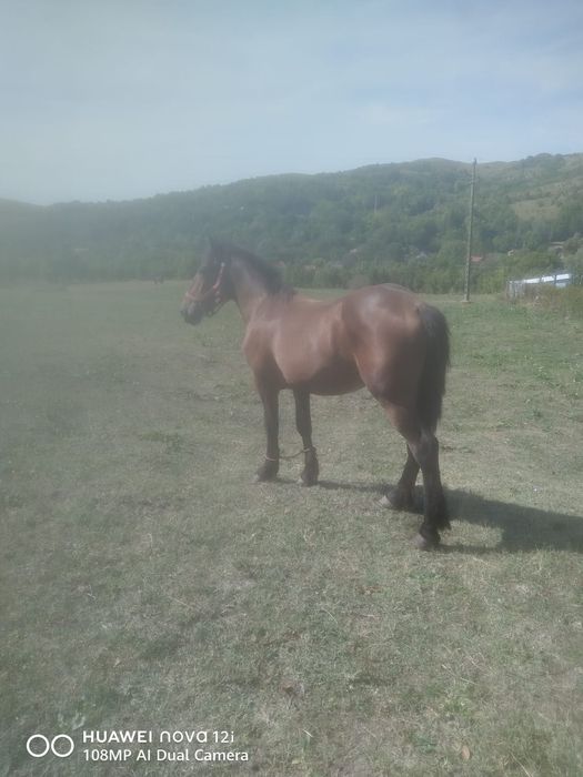 Vând mânz de un an jumate