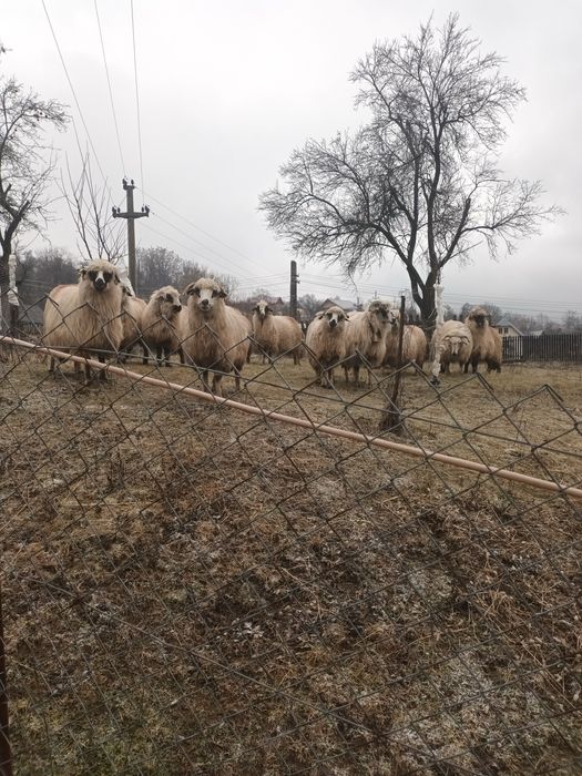De Vanzare pret negociabil