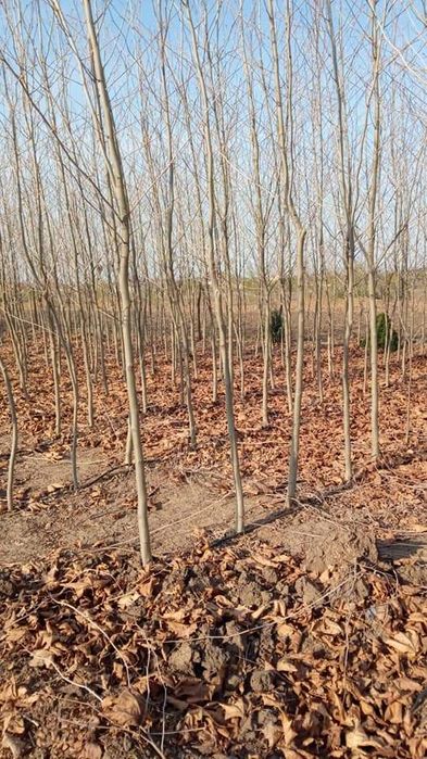 Paltin Stejar mesteacăn tei platan frasin etc