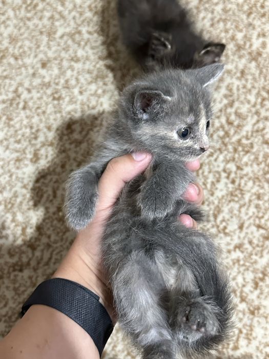 Котята от сибирской кошки