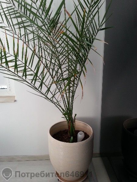 Декоративна финкова палма (19 годишна)