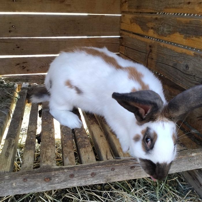 Зайци мъжки и женски на всякаква възраст