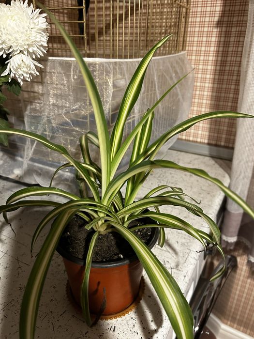 Комнатные цветы в продаже