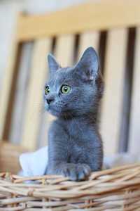 Подарим красивого русского голубого котенка