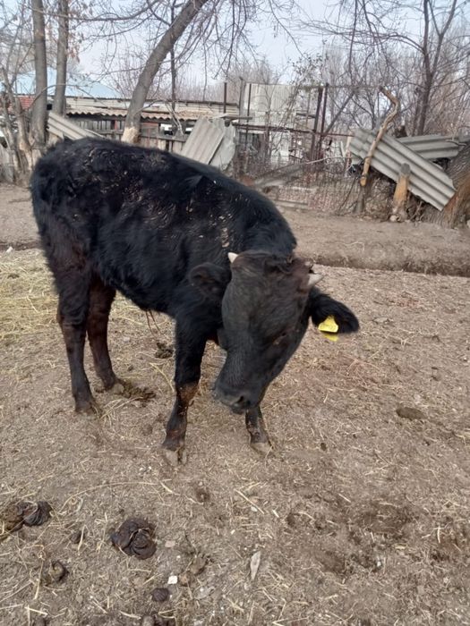 Бычок 4 месяца, пос. Тонкерис