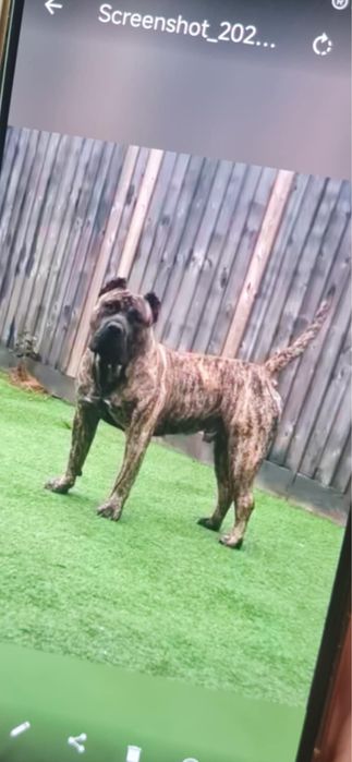 Перо де преса канарио