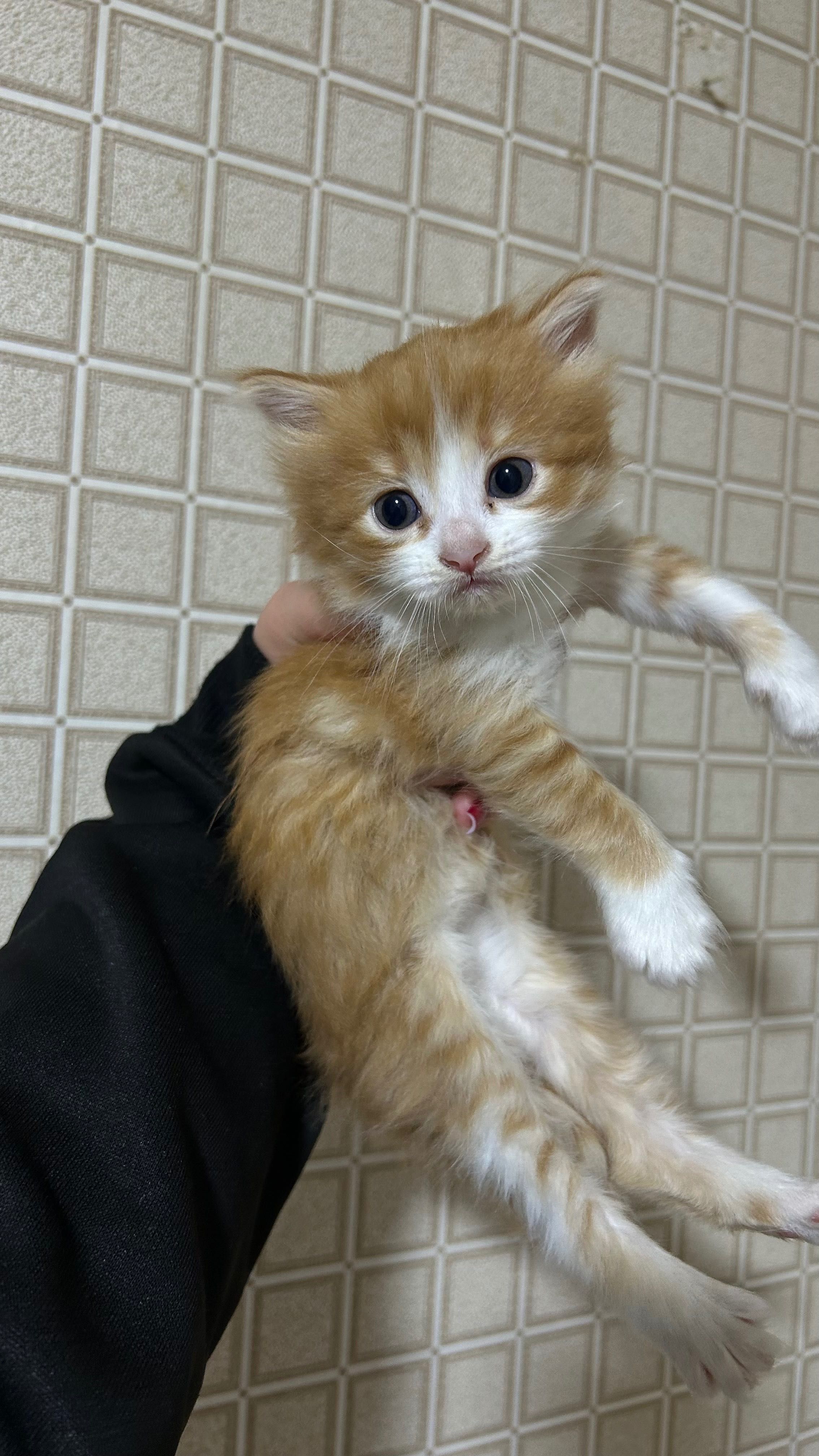 Отдам котят в добрые руки