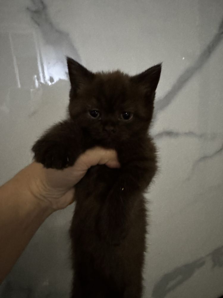 Скотиш страйт мальчик