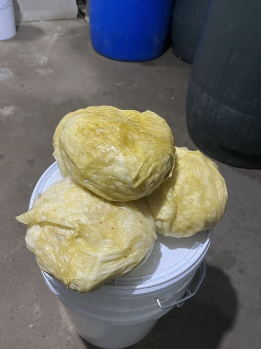 Varza murata 2025 productie proprie autum king