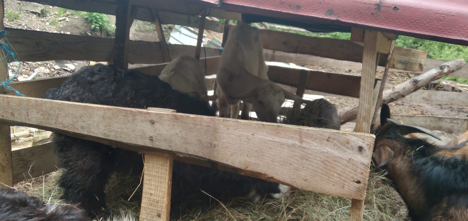 Lichidare de fermă! Vând capre, iezi și țap
