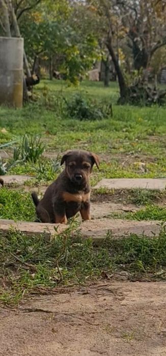 Подарявам Кученца , останаха ми 2 бр