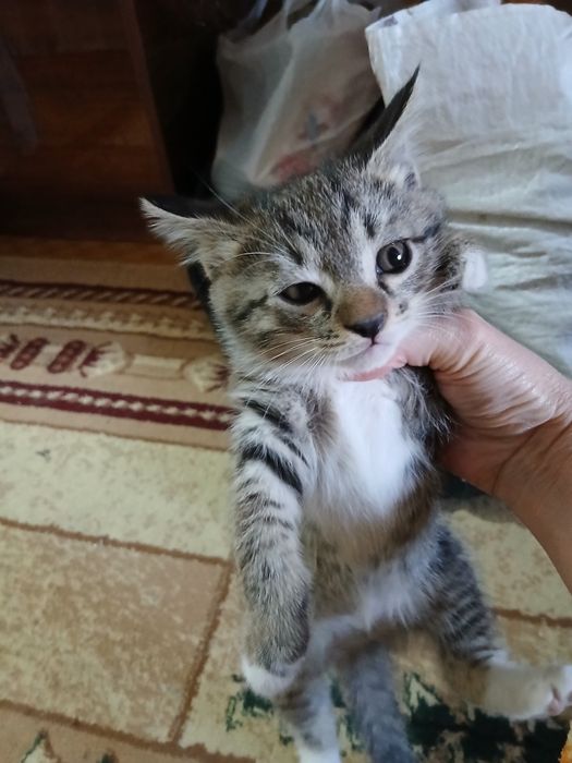 Отдам котят в хорошие, добрые руки.2серые и один черный. Игручие,актив