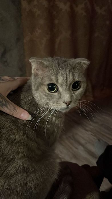 Отдам кошку в хорошие руки