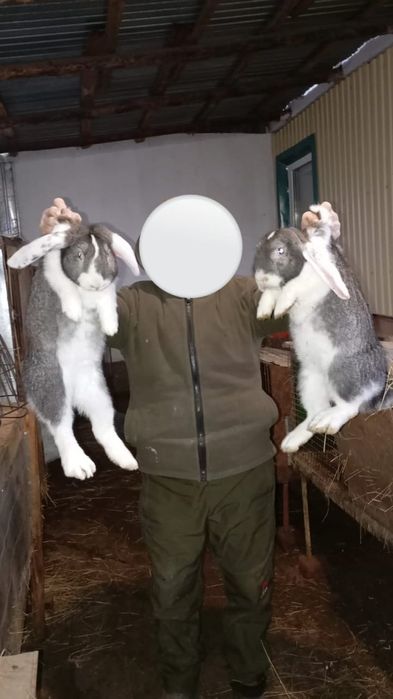 Продам кроликов крупной породы