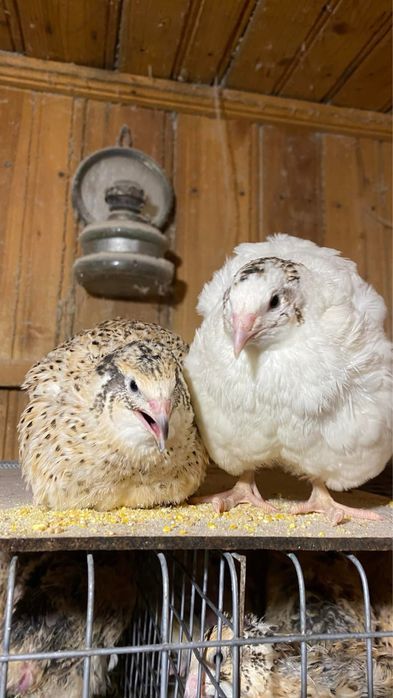 Prepelite carne carcasa oua pui prepelita