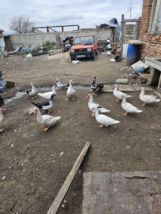 Неми патки таз годишни