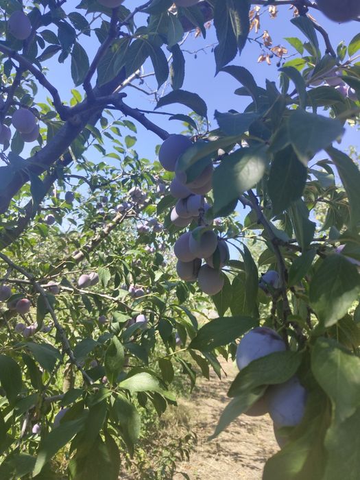 Prune anaspet , Olt