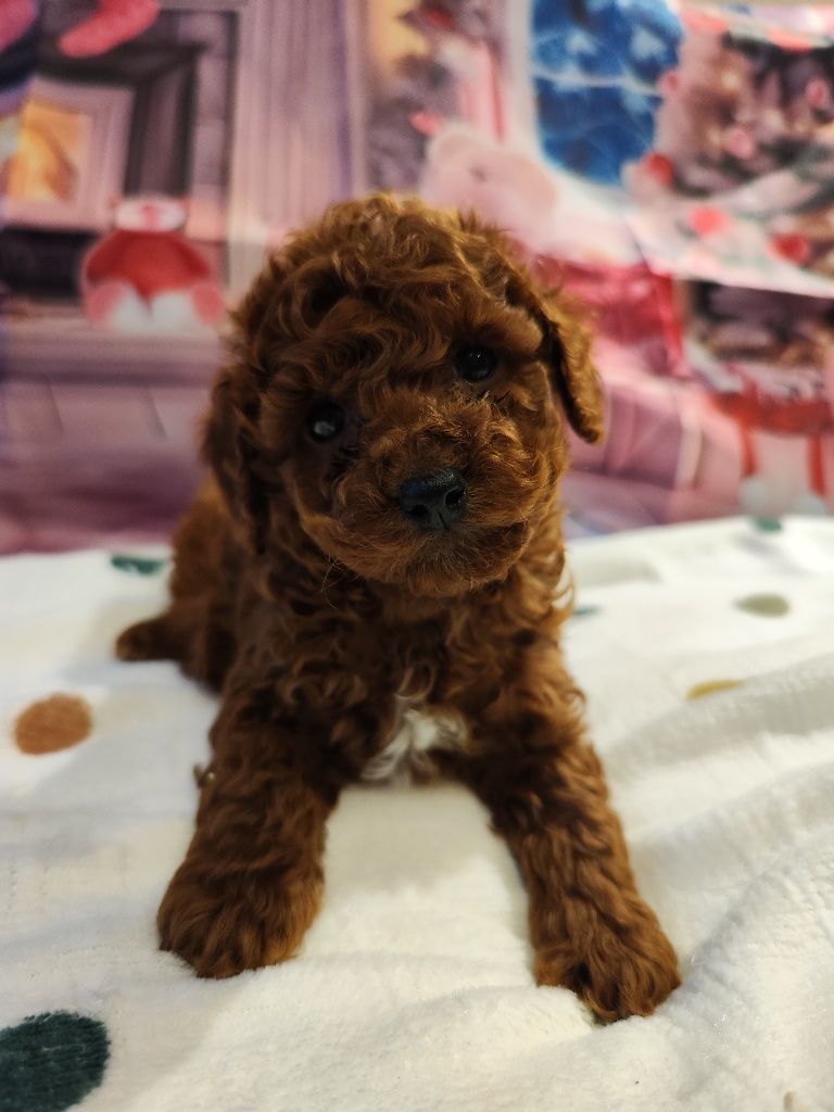 Той Пудел/ Tea cup poodle"ТОП " с Родословие
