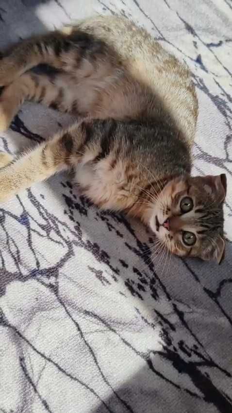 Котёнок вислоухий, мальчик, ищет дом