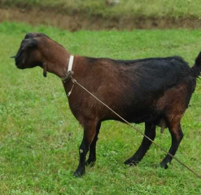 Vand Capră de specia Boier