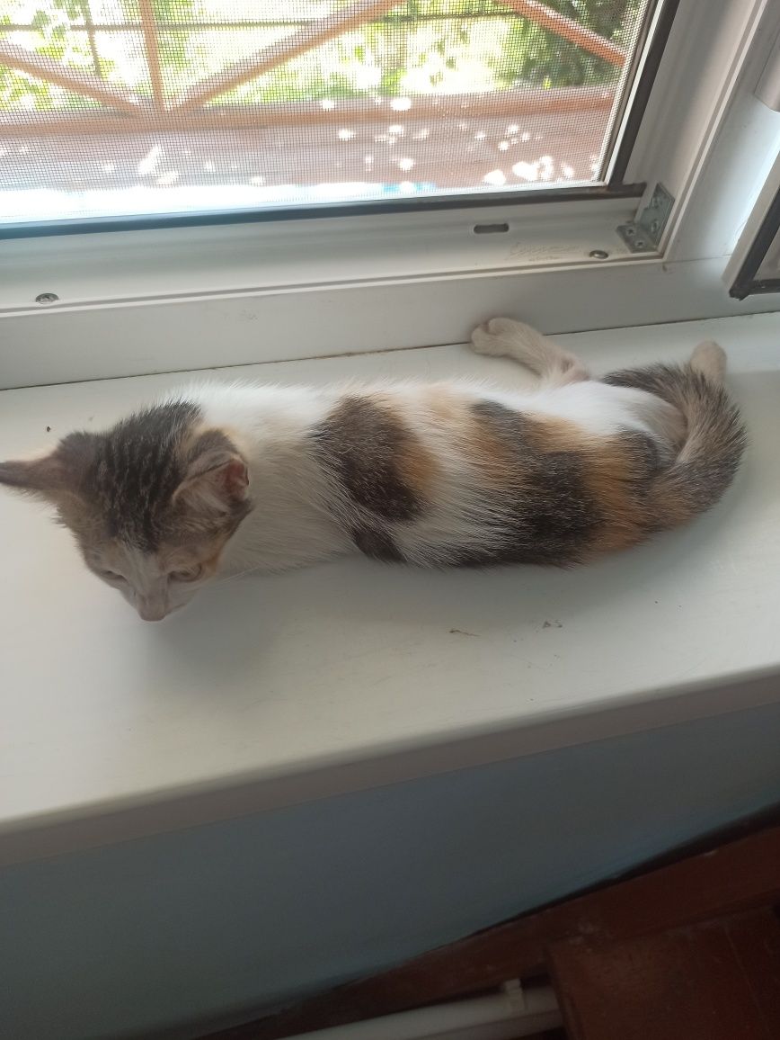 котята 2 месяца 1 кот и 2 кошки