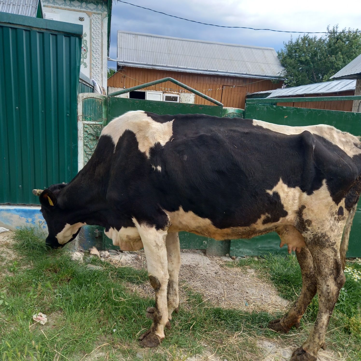 Vind vacă Holstein, 4,5 ani,gestanta.