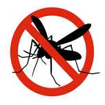 Site/Plase tantari / insecte