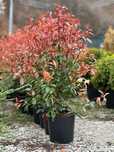 Plante Ornamentale – Livrare în Condiții Optime