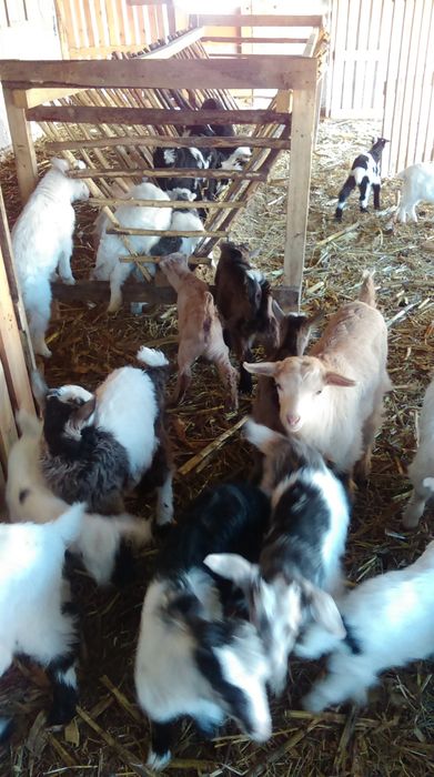 De vanzare tapi și ieduți