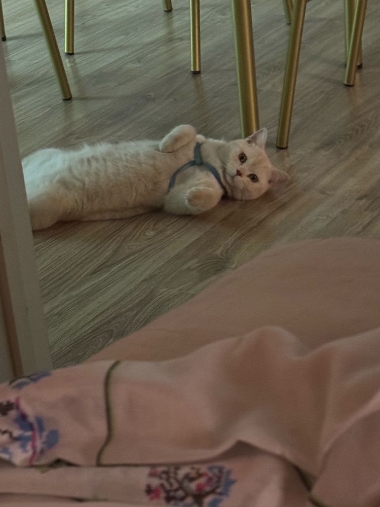 Вязка Скоттиш страйт котик