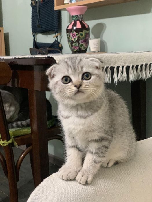 Pisicuta Scottish Fold