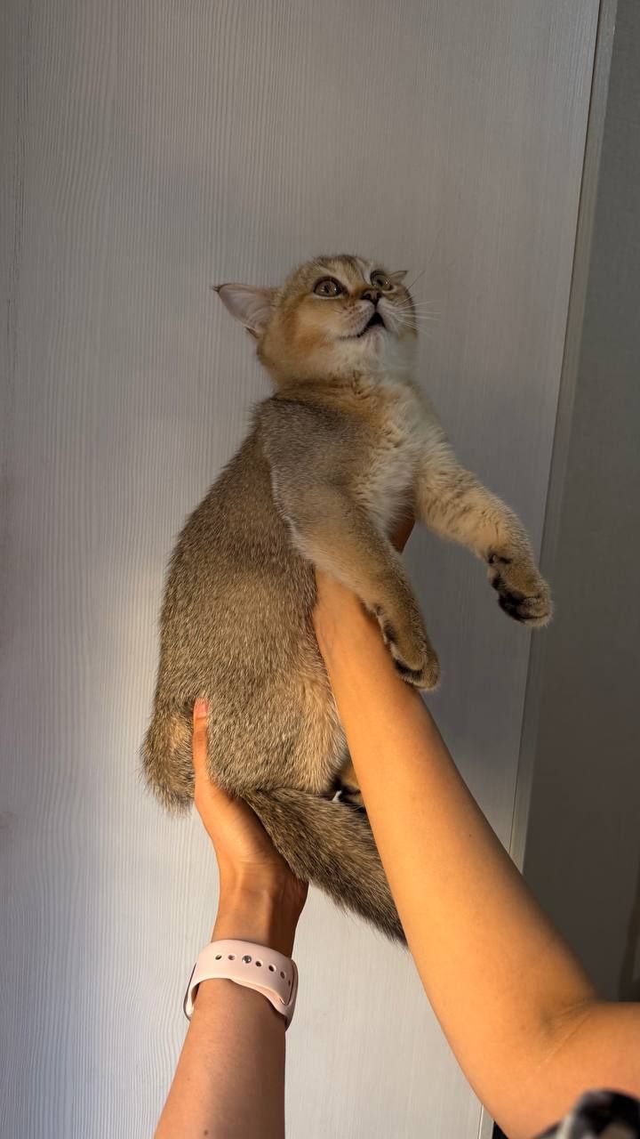 Продаю котенка срочно