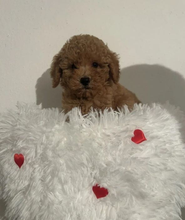 Малки сладки пуделчета/тойчета