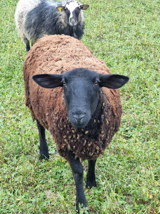 Vând mioara gestantă