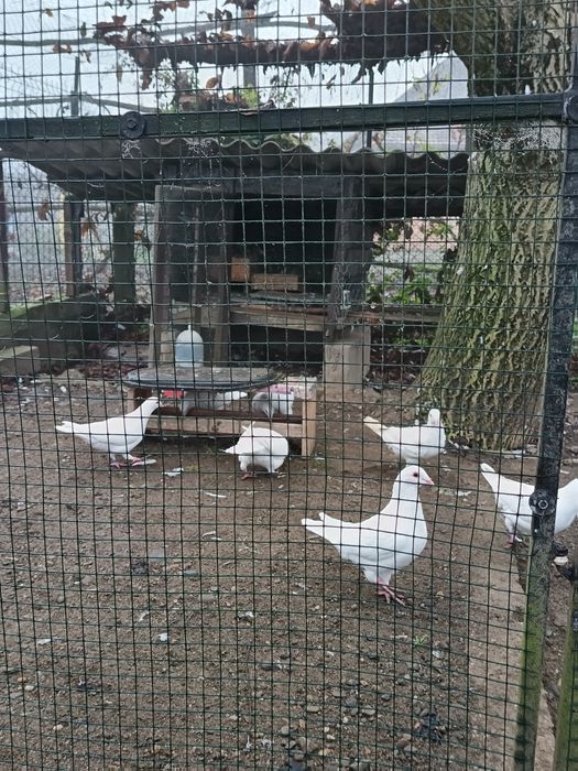 Porumbei albi de vanzare