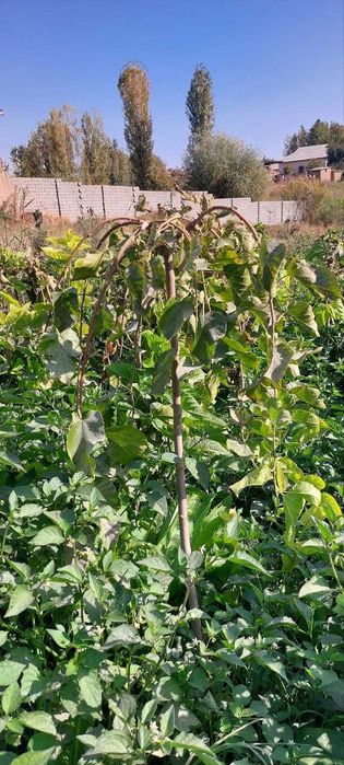 Декоратив дарахт кўчатлари сотилади